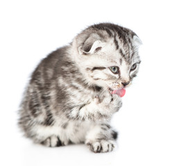 Tabby kitten licking his paw. isolated on white background