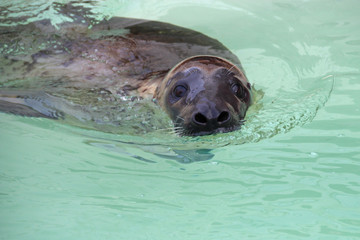 grey seal in a zoo in france
