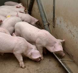 Piglets. Pigs in stable. Pig breeding. Netherlands