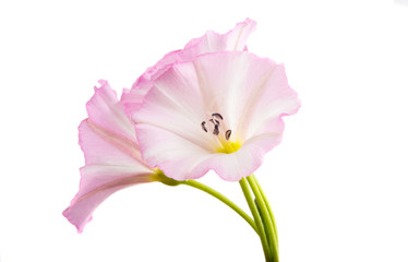 bindweed flower isolated