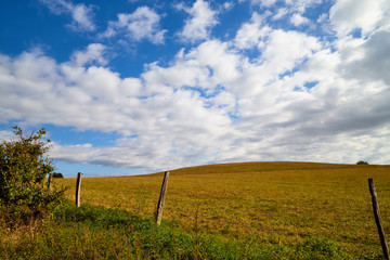 Spring landscape with white clouds on blue sky over yellow field with grass and forest in background