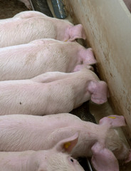 Piglets. Pigs in stable. Pig breeding. Netherlands