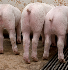 Piglets. Pigs in stable. Pig breeding. Netherlands