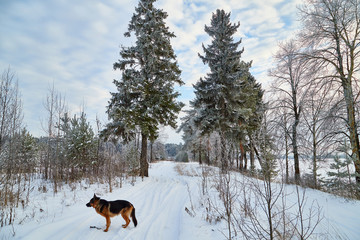 Winter landscape with snowy road with a dog, trees and blue sky with white clouds