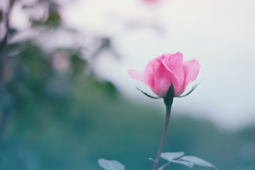 Background with beautiful rose flower from the garden