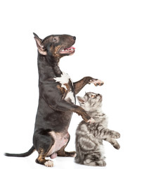 Miniature bull terrier dog and tabby kitten standing on hind legs in profile and looking up. isolated on white background