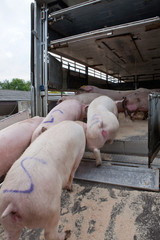 Transport of pigs. Truck. Farming. Netherlands