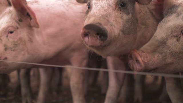 Pigs in a field in the UK  free range farming