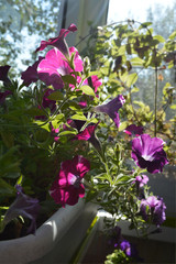 Beautiful petunia flowers grow in container in sunny garden on the balcony.