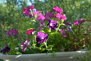 Balcony greening with bright petunia flowers. Popular plants in small urban garden.