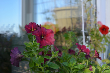 Beautiful petunia flowers grow in cozy garden on the balcony.