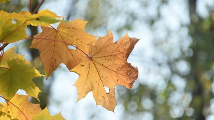 Autumn maple leaf in the afternoon