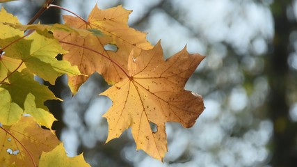 Autumn maple leaf in the afternoon