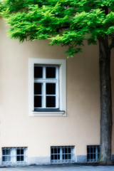 Hinterhof mit Baum im Herzen der Stadt