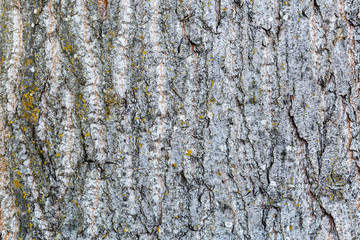 Detalle de la corteza de un chopo canadiense. Populus canadensis.