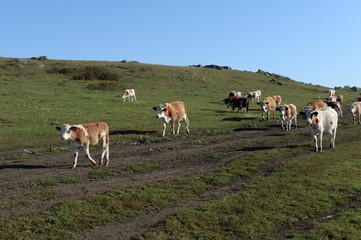  The cow herd returns in the evening from the pasture. Western Siberia. Russia