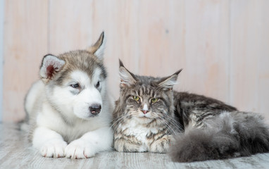 Alaskan malamute puppy lying with adult maine coon cat on the floor at home