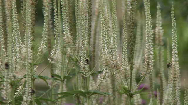Handheld, panning, medium close up shot of bees all over Triglochin palustris plants.