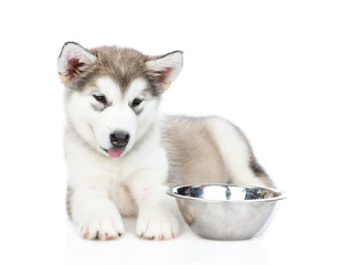 Alaskan malamute puppy lying with empty bowl.  isolated on white background