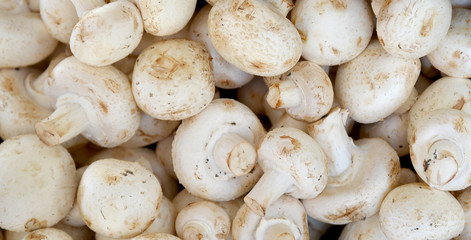 organic and fresh mushrooms in the market