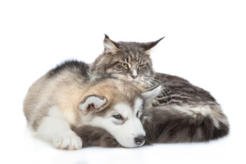 Sad alaskan malamute puppy  lying with adult maine coon cat. isolated on white background