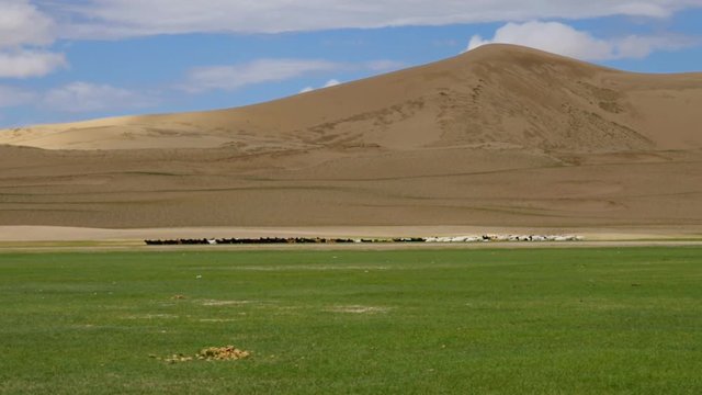 Sands Mongol Els, Herd of animals grazed on the grass