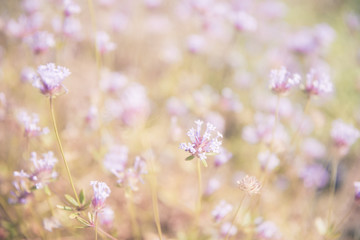 Fototapeta premium 日本の花