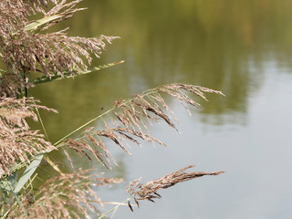 (Phragmites australis) Epis de roseaux communs au bord d'un lac