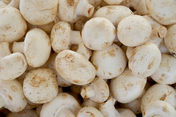 organic and fresh mushrooms in the market
