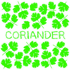コリアンダー