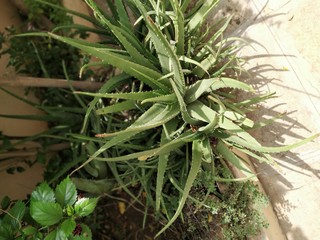 aloevera, garden,plant, green, herb, rosemary, leaf, fresh, nature, food, grass, herbal, leaves, garden, isolated, ingredient, spice, white, macro, dill, natural, healthy, aromatic, organic, flora, br