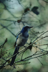 Florida Scrub Jay (Aphelocoma Coerulescens)