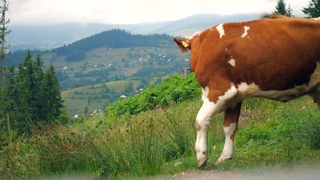 A medium angled shot of a Fleckvieh cow brushing off a fly, behind the cow is the magnificent mountain range of Coltesti, the green landscape stretches into the distance.