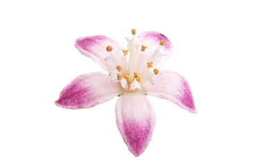 Fototapeta na wymiar Deutzia flower isolated