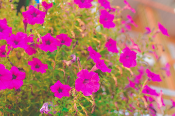 Naklejka premium pink flowers in the garden