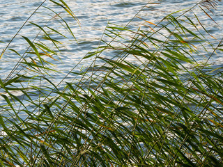 Natural background with reed leaves near the water.