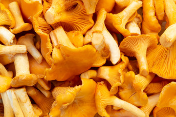 Group of edible forest chanterelle mushrooms, top view, texture