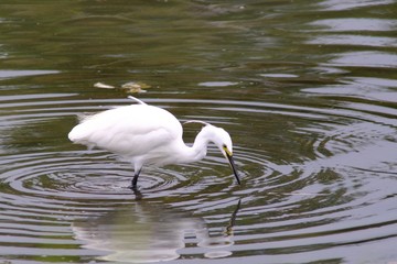 little egret on lake