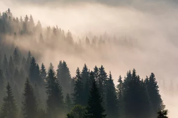 Foto auf gebürstetem Alu-Dibond Wald im Nebel Nebelhafte Morgendämmerung in den Bergen. Schöne Herbstlandschaft
