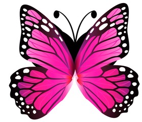  colorful butterfly logo on white