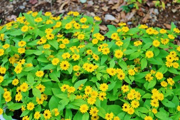 小さいひまわり　メランポデューム　夏　杤木
