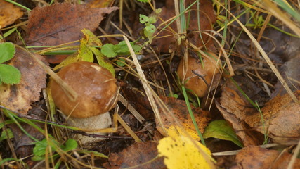 mushroom in grass