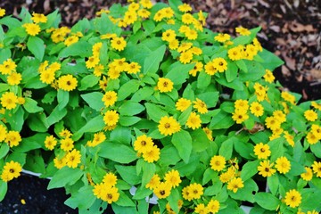 小さいひまわり　メランポデューム　夏　杤木