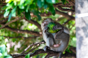 Monkey eating fruit happily in the morning     