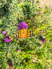 Red admiral