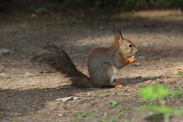 One squirrel, in profile, sitting on the ground, Park, summer, grey fur