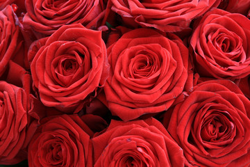 Rote Rosen