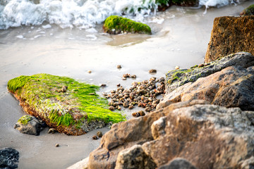 Sea shells were dropped from fishermen who are fishing   