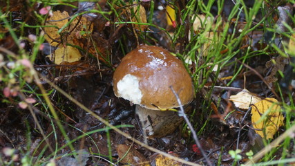 mushroom in the forest