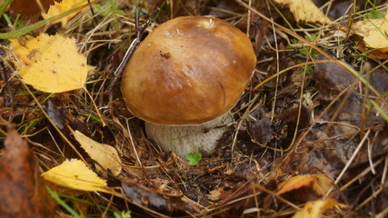mushrooms in the forest